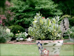 The irony of posting this photo on FB, Thursday ~